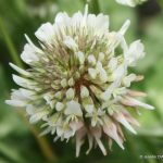 Trifolium repens flower