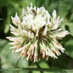 Trifolium repens flowers are tinged pink/cream with age