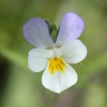Viola arvensis bluish flower