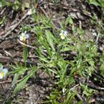 Viola arvensis late June