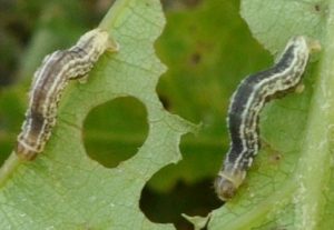 Winter moth larvae feeding on oak leaves exhibiting the characteristic Swiss cheese like feeding pattern of older larvae