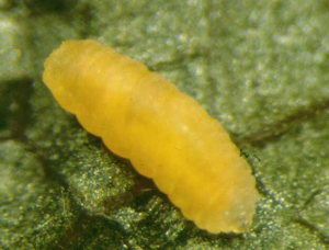 Figure 2. Early (white) and late (orange) instar maggots.