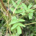 Aralia hispida leaves