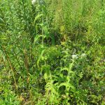 Eupatorium perfoliatum mid-July