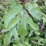 Prenanthes alba leaves