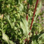 Rumex crispus reddish stem