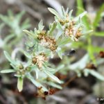 Gnaphalium uliginosum in flower late July