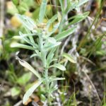 Gnaphalium uliginosum woolly stems and leaves