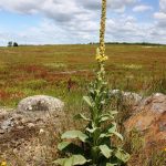 Verbascum thapsus in flower, late July