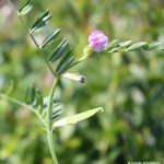 Vicia sativa in flower early July