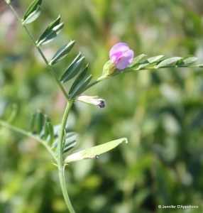 Vicia sativa in flower early July