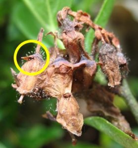 Dead blueberry flowers infected with Botrytis showing black "hairs" with gray spores