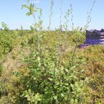 Alnus incana ssp rugosa on edge of blueberry field