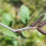 Alnus incana ssp rugosa buds with two scales