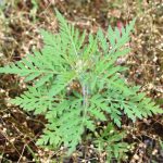 Ambrosia artemisiifolia
