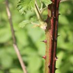 Blackberry mature stem