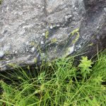 Carex scoparia in wet depression
