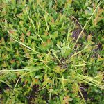 Carex arctata poor soil