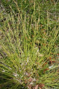 Carex communis