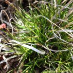 Carex nigra leaf