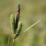 Carex nigra