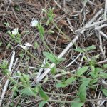 Cerastium fontanum ssp vulgare in early June