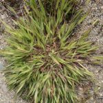 Dichanthelium acuminatum