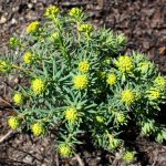 Euphorbia cyparissias growth habit