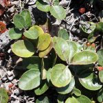 Gaultheria procumbens leaves can be rounded or pointed