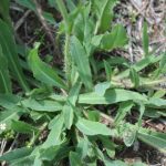 Hieracium praealtum few hairs on upper leaf surface