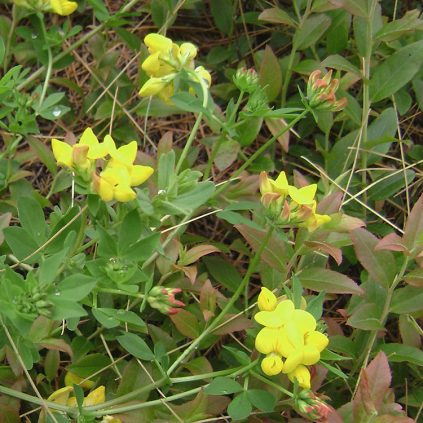 Yellow flowers - Cooperative Extension: Maine Wild Blueberries ...