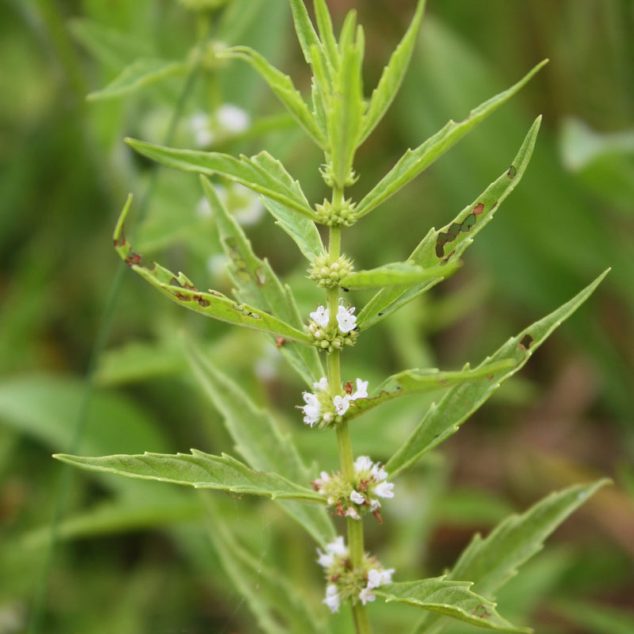 White Flowers - Cooperative Extension: Maine Wild Blueberries 