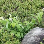 Maianthemum racemosum mid-June