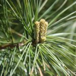 Pinus strobus early May