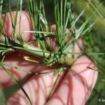 Pinus strobus five needles per bundle