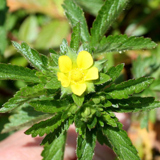 Yellow flowers - Cooperative Extension: Maine Wild Blueberries ...