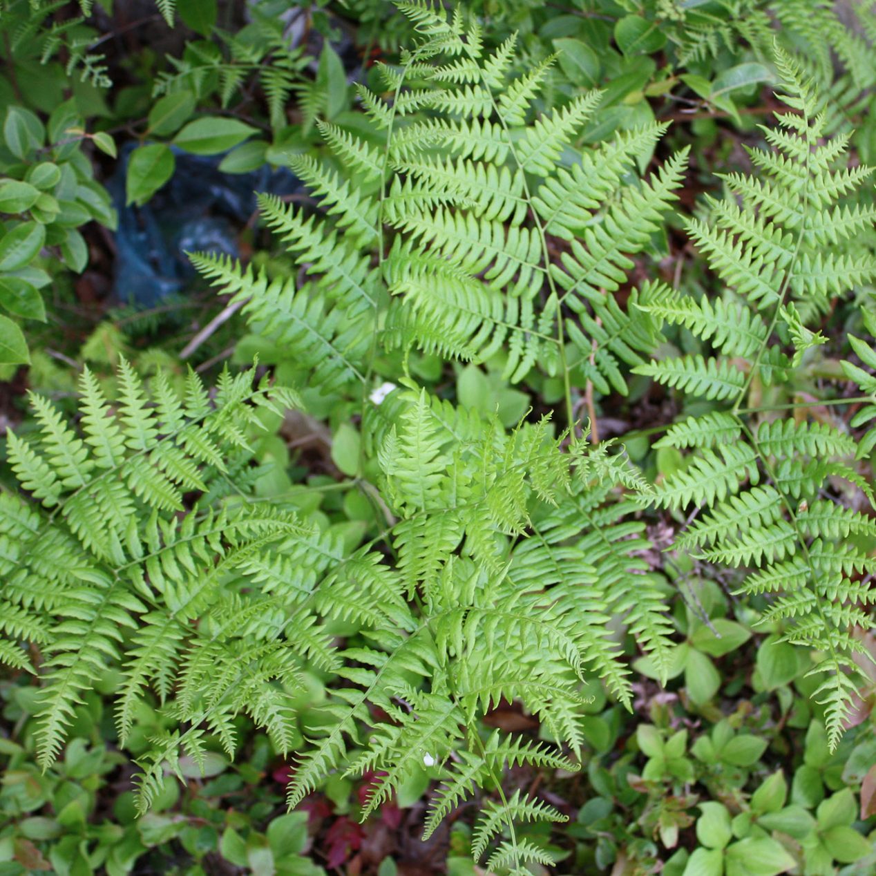 Ferns - Cooperative Extension: Maine Wild Blueberries - University of ...