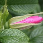 Rosa rugosa flowerbud showing glands on sepals