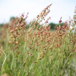 Rumex acetosella