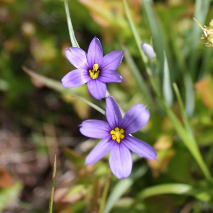 Blue/purple flowers - Cooperative Extension: Maine Wild Blueberries ...