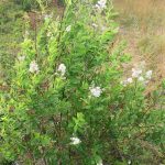 Spiraea alba var latifolia in flower, mid-July