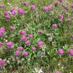 Trifolium pratense June
