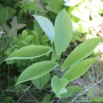 Uvularia sessilifolia stem "zig-zags"