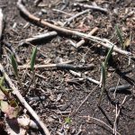 Uvularia sessilifolia early emergence, early May