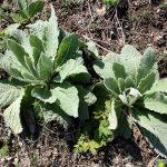 Verbascum thapsus young plants