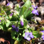 Viola sororia hairs on leaves and stems