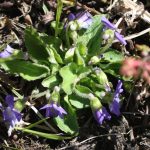 Viola sororia flower spurs