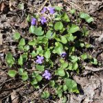 Viola sororia early May
