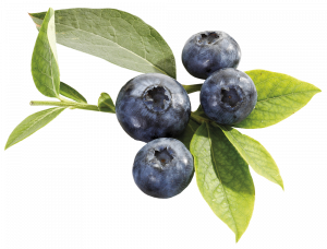 blueberries and leaves
