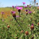 knapweed flowers and bracts